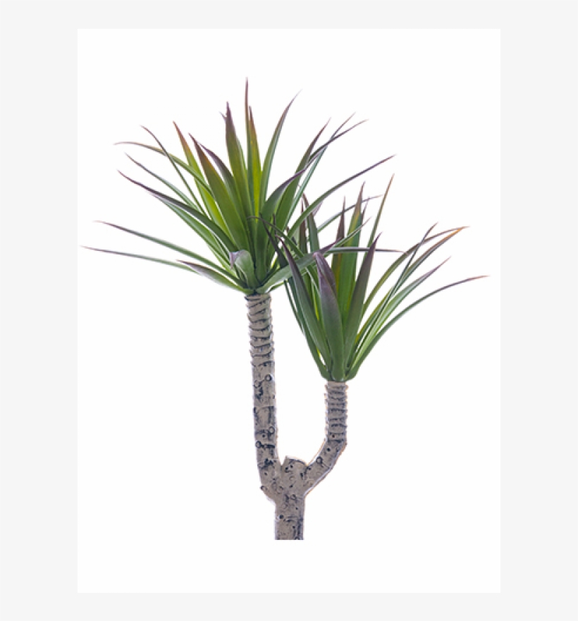 5" Mini Desert Yucca Pick Green Burgundy - Yucca, transparent png #1617562