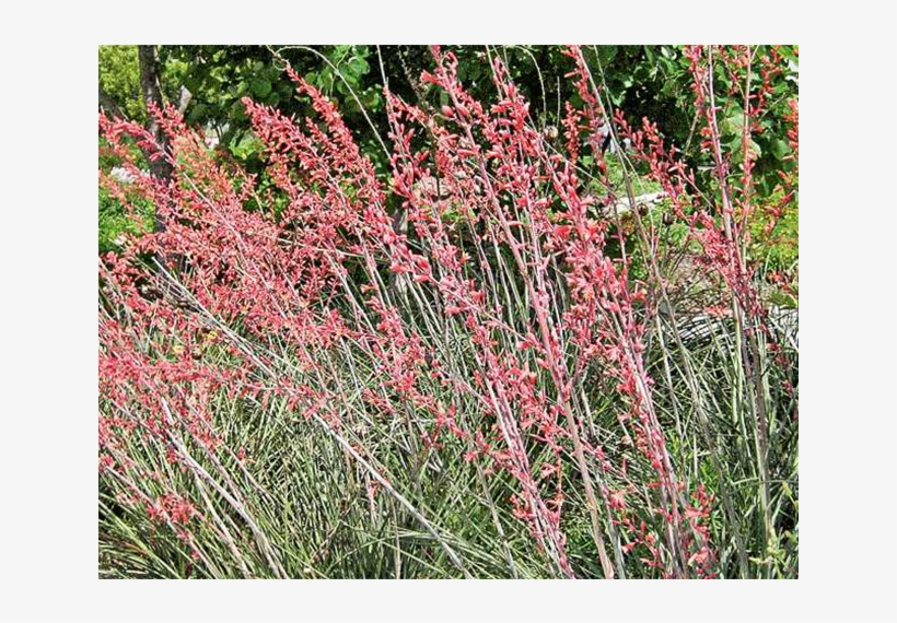 Red Yucca - Hesperaloe Parviflora, transparent png #1617611
