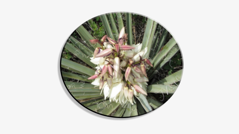 Back To Plant Species - Yucca, transparent png #1617675