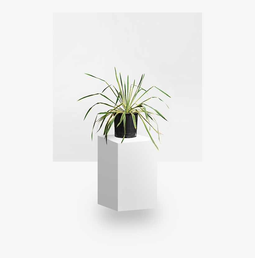 Yucca Filamentosa Bright Edge - Flowerpot, transparent png #1617719