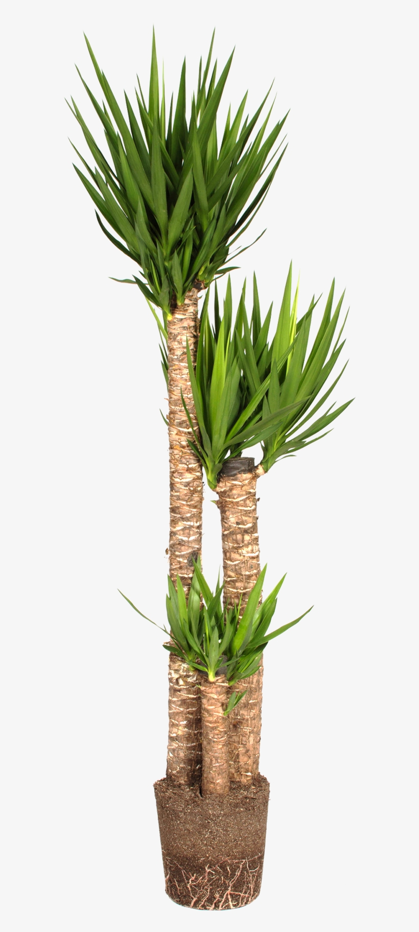 Yucca Png, transparent png #1617775