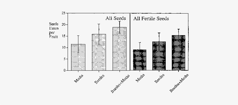 Damage In Fruits Infested By Carpophilus Beetle Larvae - Common Fig, transparent png #1617913