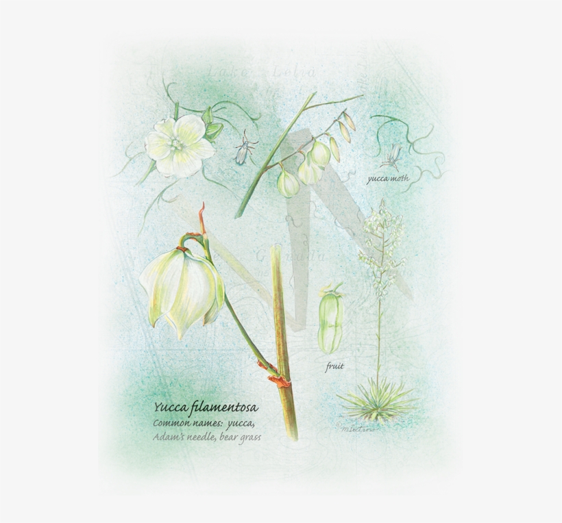 References - Snowdrop, transparent png #1617969