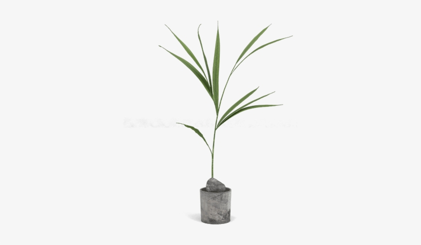 Plant - Houseplant, transparent png #1618352