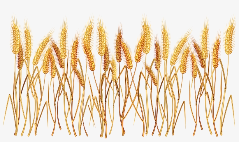Vegetation Drawing Field Wheat - Wheat Clipart Transparent Background, transparent png #1618424