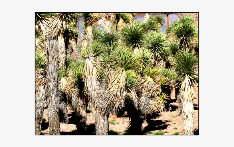 Joshua Tree - Joshua Tree Sapling, transparent png #1618425