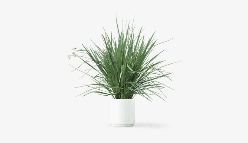 Plant2 - Inspired Home All I Care About Is - Guinea Pig Box, transparent png #1618450