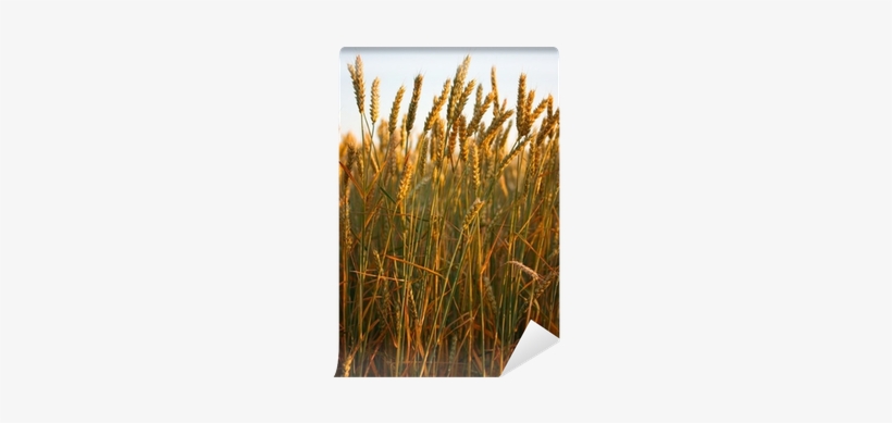 Field Canvas Print, transparent png #1618596