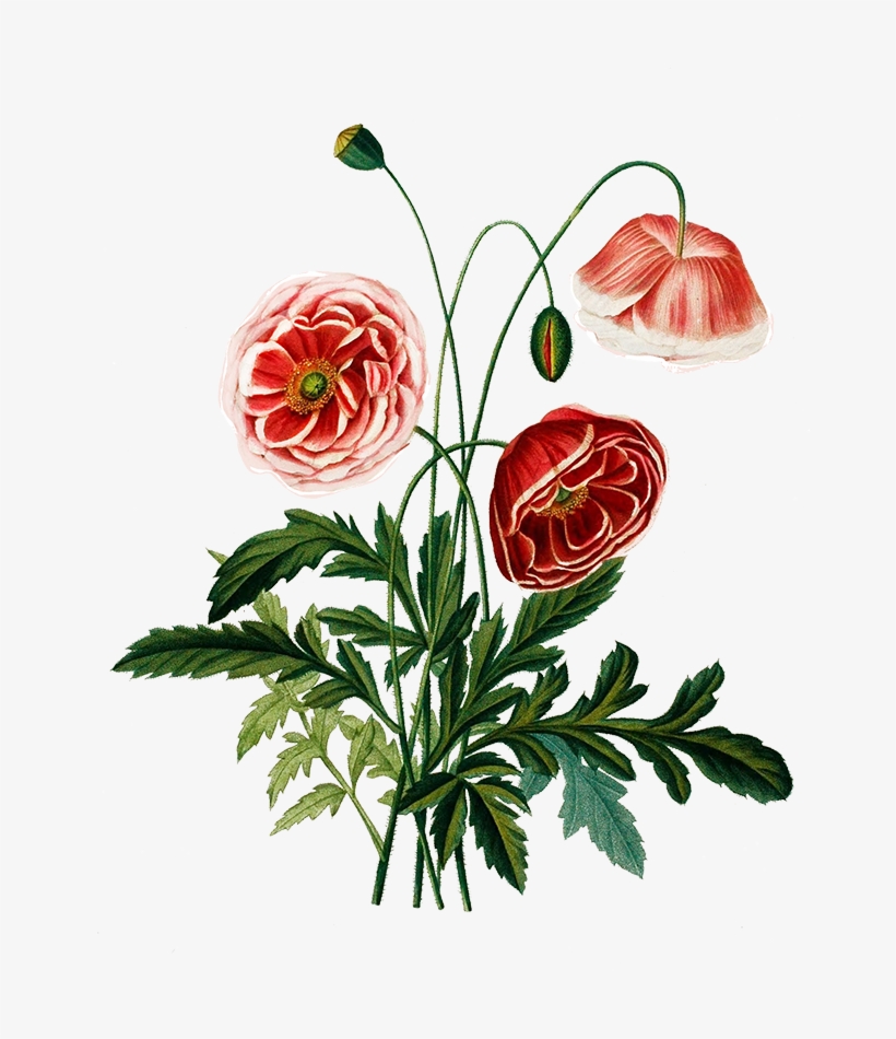 Digital Scrapbooking Flowers Png Transparent - Pink Poppies Vintage, transparent png #1618684