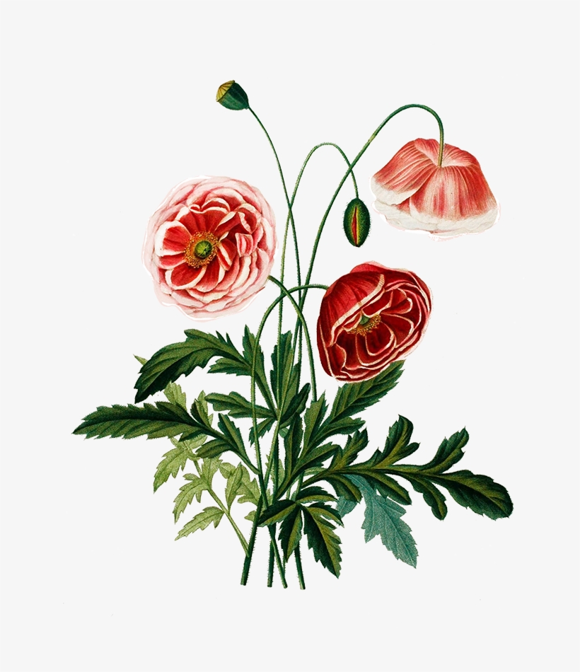 Digital Scrapbooking Flowers Png Transparent Pink Poppies