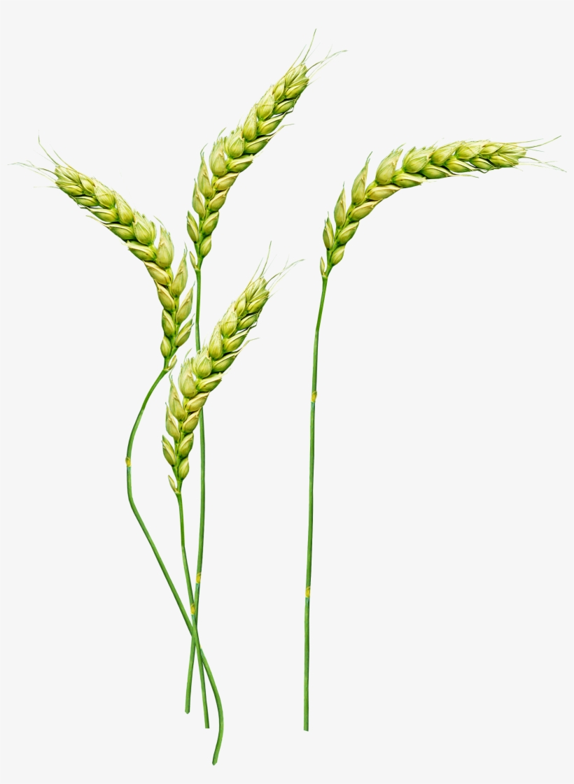 Wheat Png - Стебель Png, transparent png #1618706