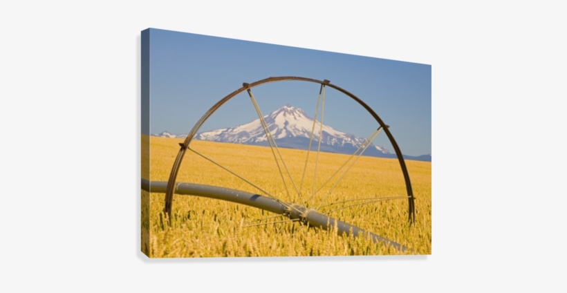 Irrigation Pipe In Wheat Field With Mount Hood In Background - Posterazzi Irrigation Pipe In Wheat Field With Mount, transparent png #1618799