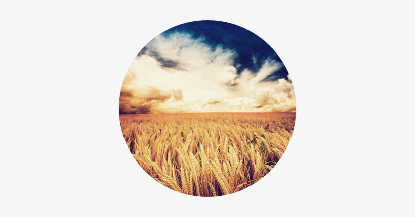 Wheat Field Png Kellerweis® - Kingdoms Are Destroyed When Believers Confess Jesus, transparent png #1618817