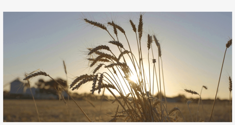 Wheat, transparent png #1618915