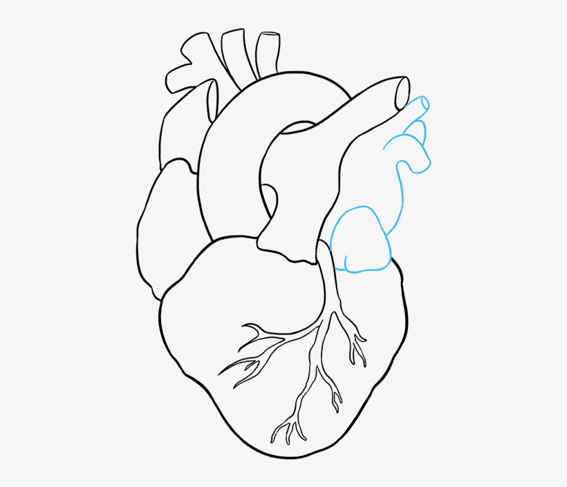 How To Draw Human Heart - Drawing Human Heart, transparent png #1619033