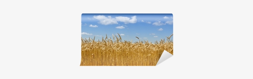 Wheat Fields, transparent png #1619062