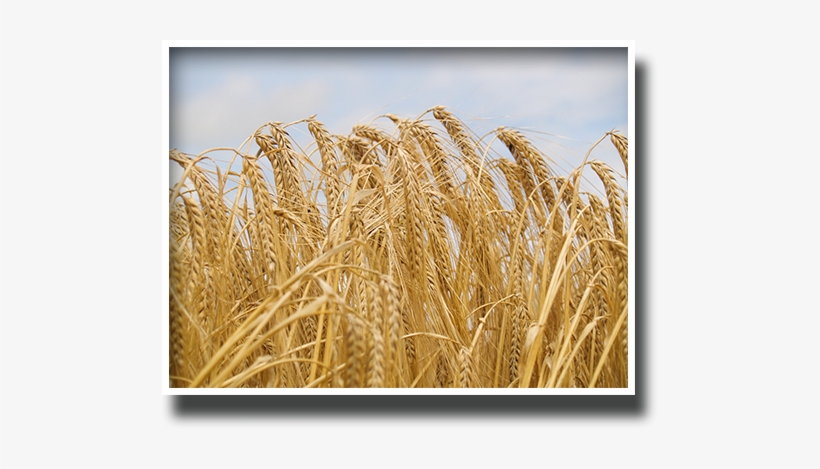 Our Heritage - Wheat - Wheat, transparent png #1619342