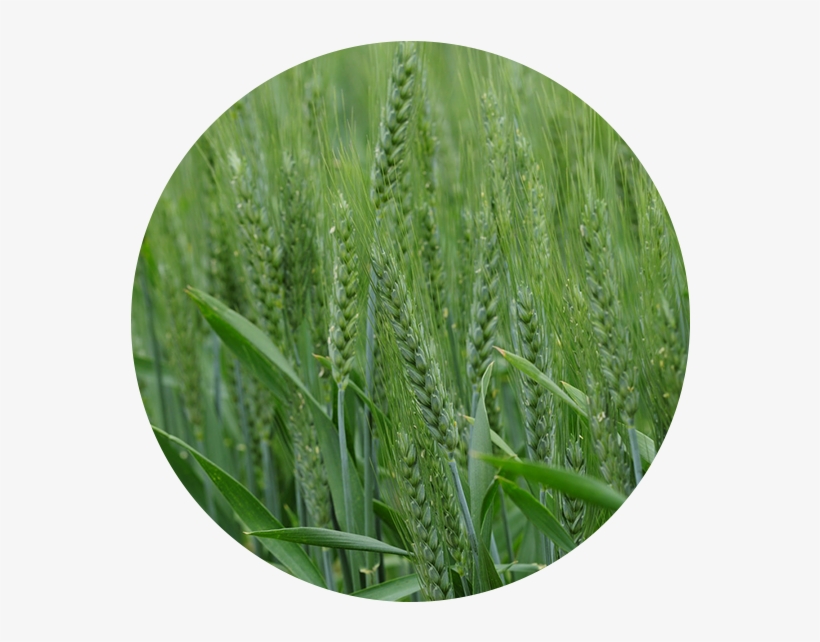 Wyalkatchem, transparent png #1619472