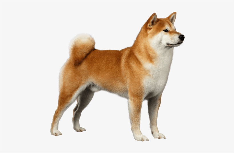 Shiba-inu - Shiba Inu Dog Breeds, transparent png #1619691