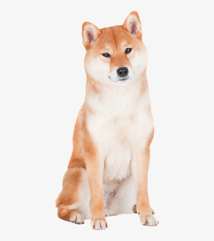 Shiba Inu Pricing - Shiba Inu Names Girl, transparent png #1619697