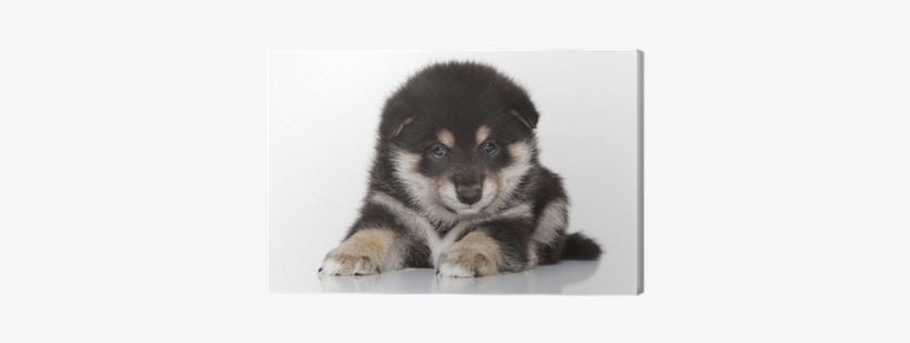 Shiba Inu Puppy On White Background Canvas Print • - Shiba Inu Štěně, transparent png #1619898