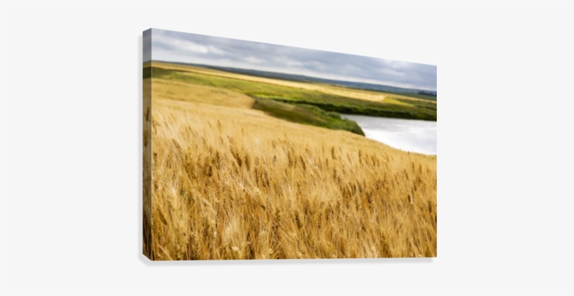 Ripe Golden Brown Wheat Field With Pond And Rolling - Ripe Golden Brown Wheat Field With Pond, transparent png #1619904