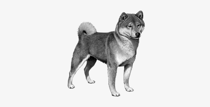 Shiba Inu - B&w - Myheritagewear I Love My Shiba Inu Dog Square Coasters, transparent png #1619983