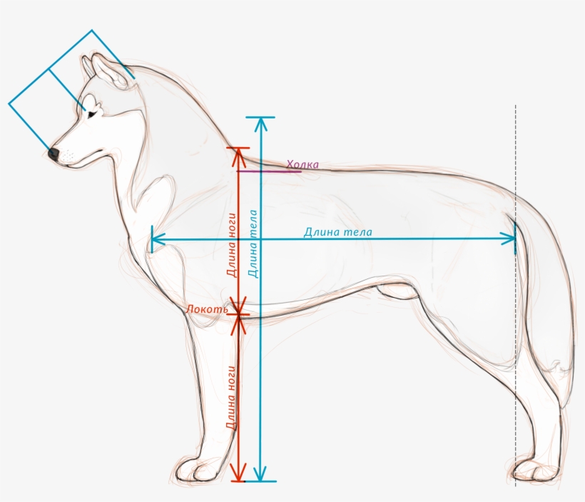 Стандарт Fci - Ancient Dog Breeds, transparent png #1620028