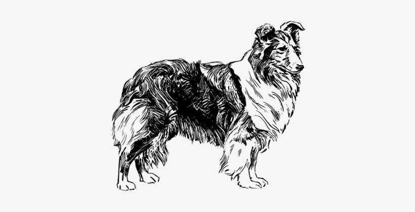 Shetland Sheepdog Polish Lowland Sheepdog Icelandic - Drawing Of A Sheep Dog, transparent png #1620154