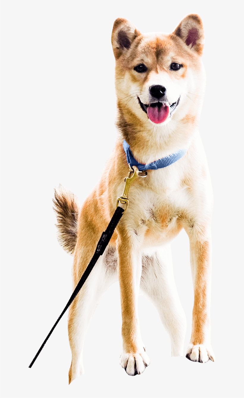 Ceilidh - Dog, transparent png #1620631