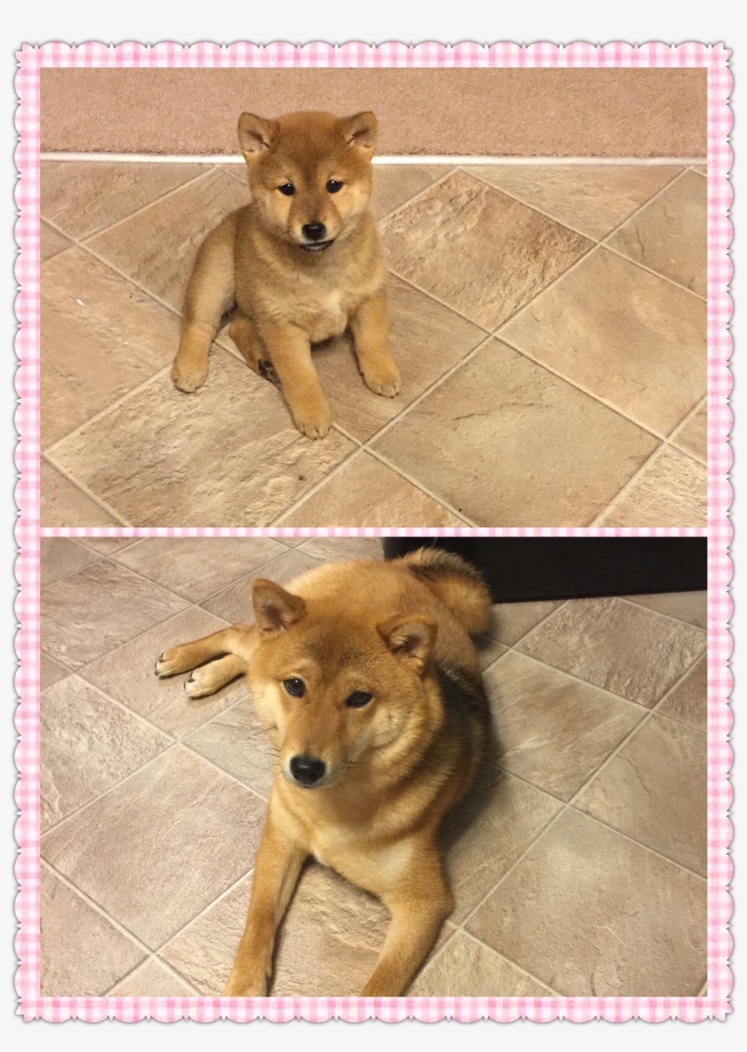 Shiba Inu - Companion Dog, transparent png #1620677