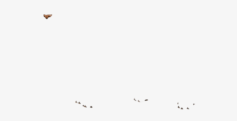 Accipitriformes, transparent png #1623367