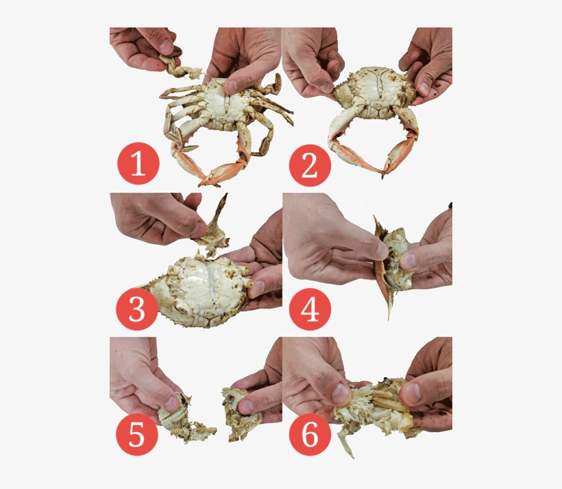 Like A Pro - Eat Crabs, transparent png #1623449