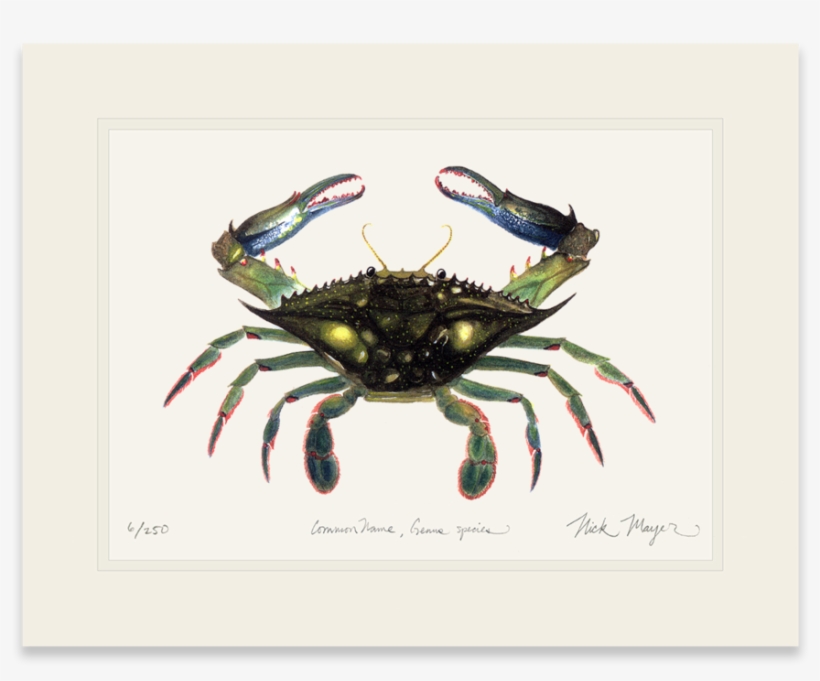 Blue Crab, Claws In - T-shirt, transparent png #1623474