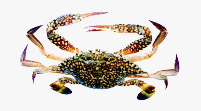 Blue Swimming Crab - Flower Crab, transparent png #1623688