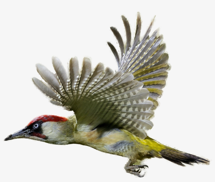 Woodpecker Clipart Realistic - Woodpecker Png, transparent png #1623689