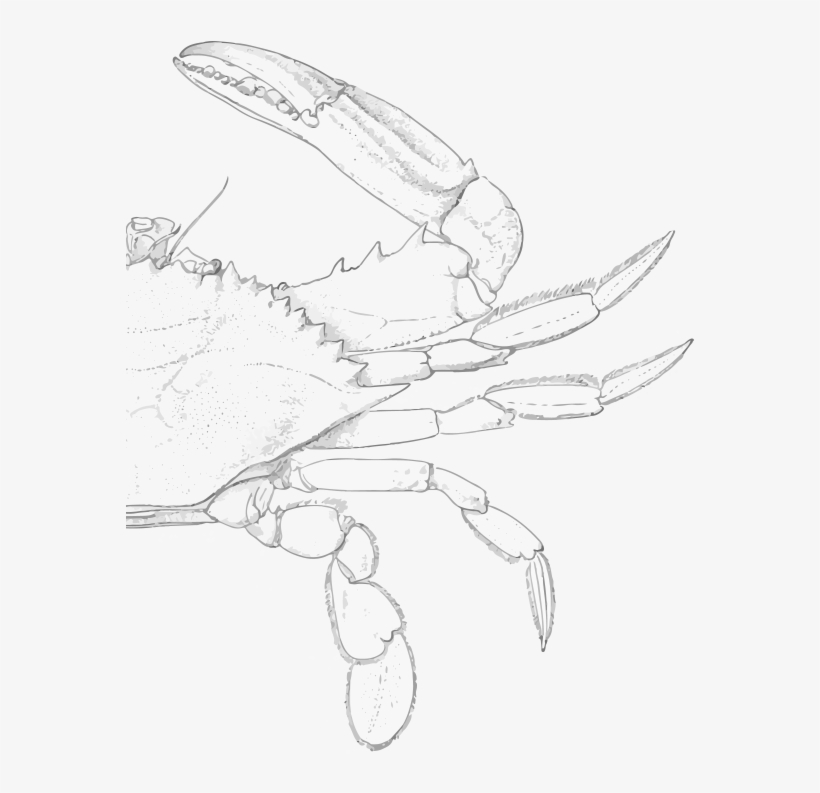 Blue Crab Illustration In Background - Illustration, transparent png #1623799