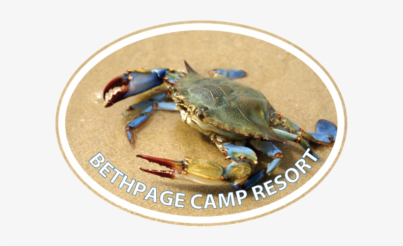 Blue Crab Euro - Close Up On Blue Crab, transparent png #1623817