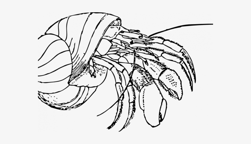 Hermit Crab Clipart Blue Crab - Hermit Crab Clipart Black And White, transparent png #1624105
