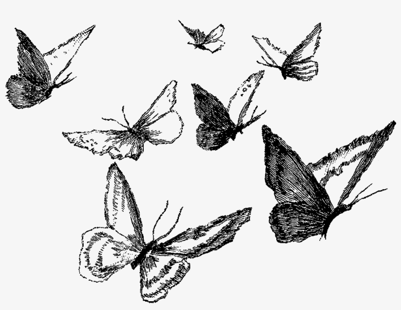 Clipart Black And White Ankle Drawing Pencil - Pencil Butterfly, transparent png #1625278