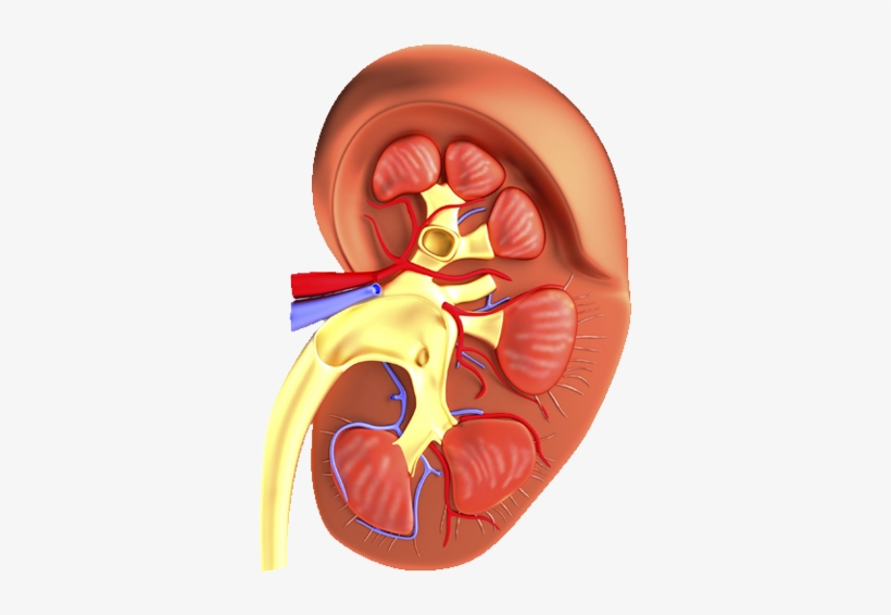 Ric Flair Woo Png - Mild Scarring In Mid Pole Kidney, transparent png #1625459