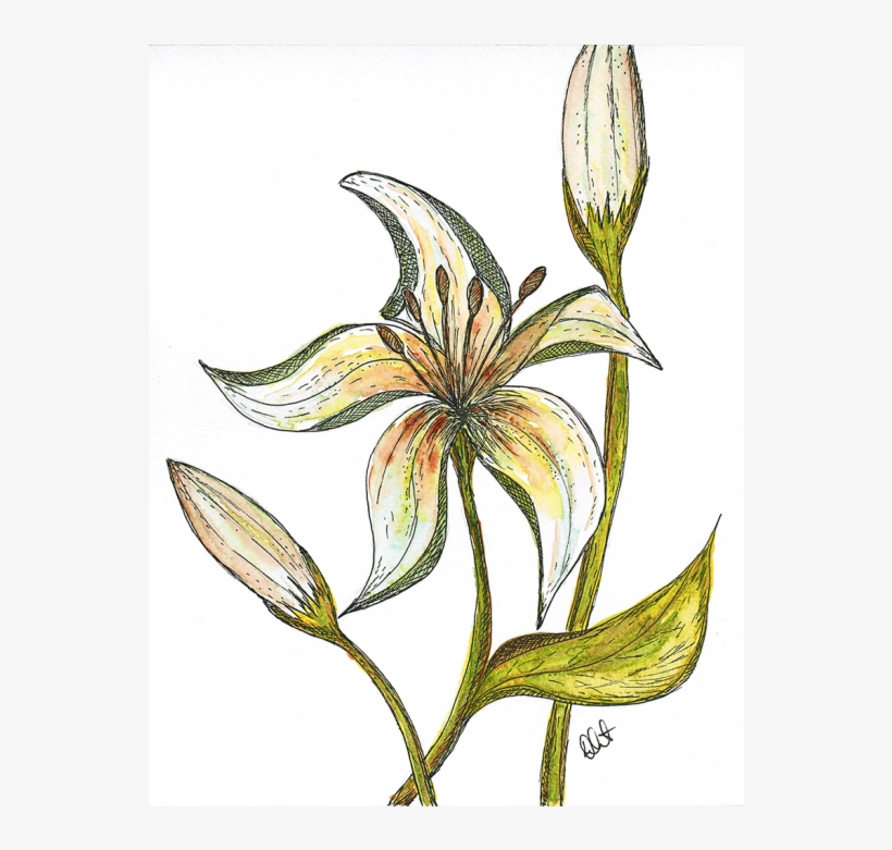 Colour Fine Art Print - Erythronium Dens-canis, transparent png #1625795