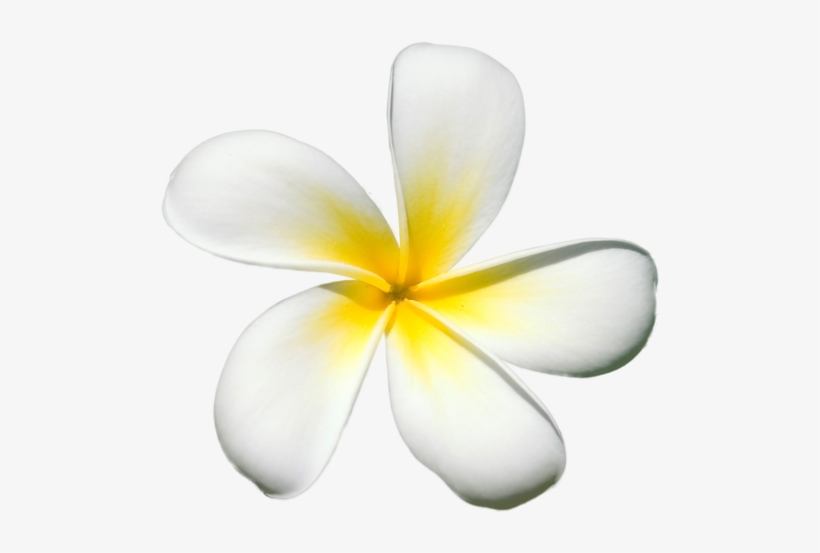 Exotic Flowers - Frangipani, transparent png #1628096