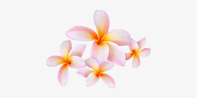 Frangipani - Sacuanjoche Png, transparent png #1628100