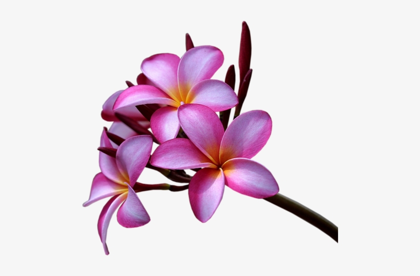 Floral Theme - Plumeria Plumeria Rubra Background Yellow Flower With, transparent png #1628187