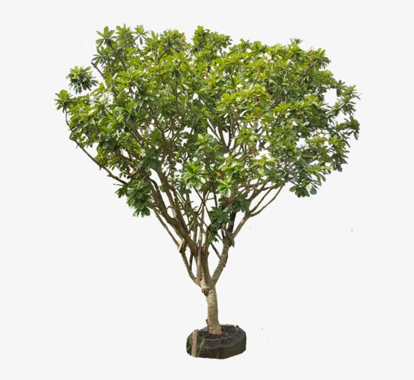 Plumeria Obtusa - Tree, transparent png #1628528