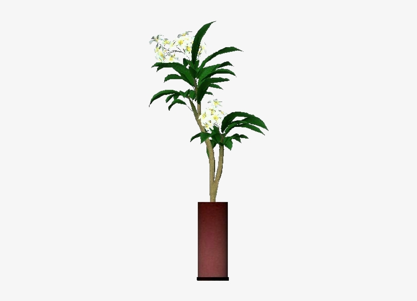 3d Flowers - Plumeria Rubra - Red Frangipani, transparent png #1628735