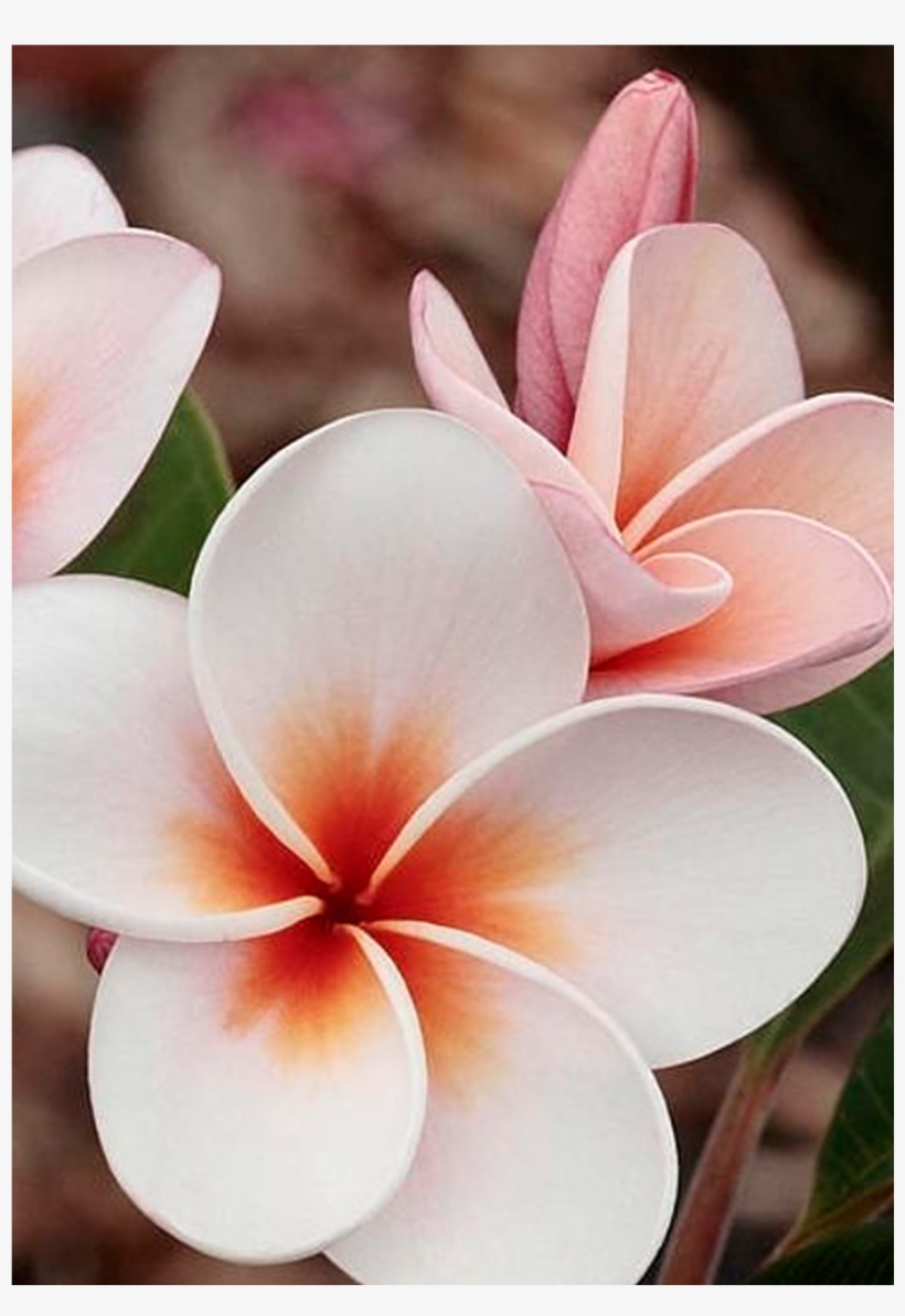 ღღ Plumeria By James Steele - Flor Champa, transparent png #1628947