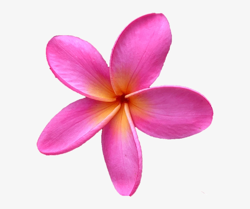 Click Here For Our Entire Plumeria Cutting Collection - Frangipani, transparent png #1629363
