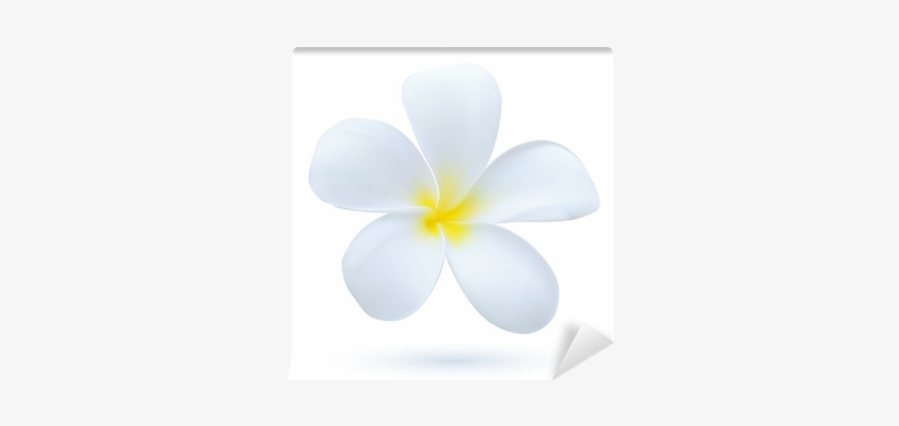 Hawaii Flower Frangipani, White Tropical Plumeria Wall - Frangipani, transparent png #1629507